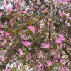 022_gibr-maurenb-botg-berg