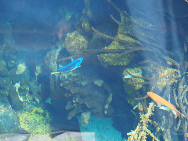 011-lissabon_ozeanarium