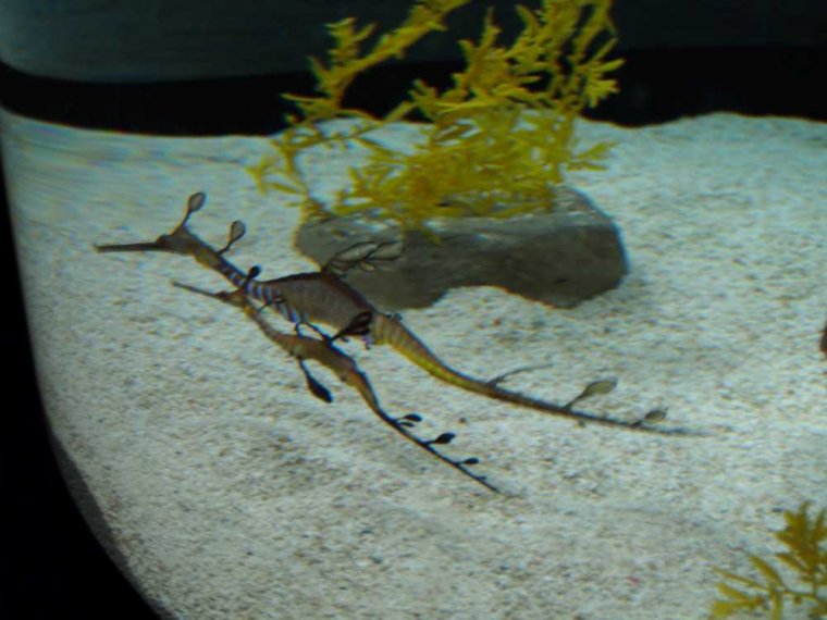024-lissabon_ozeanarium
