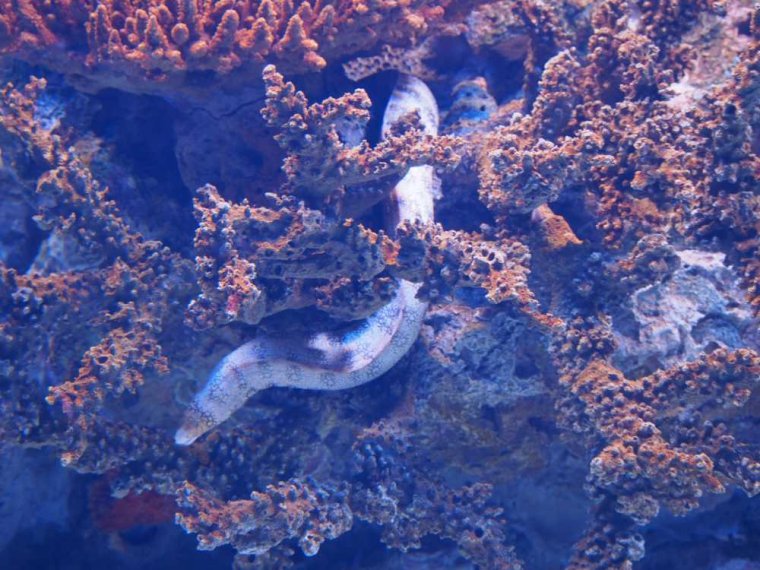 031-lissabon_ozeanarium