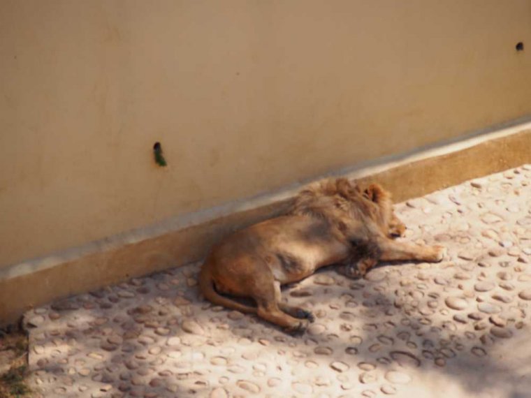 015-lisboa_zoo