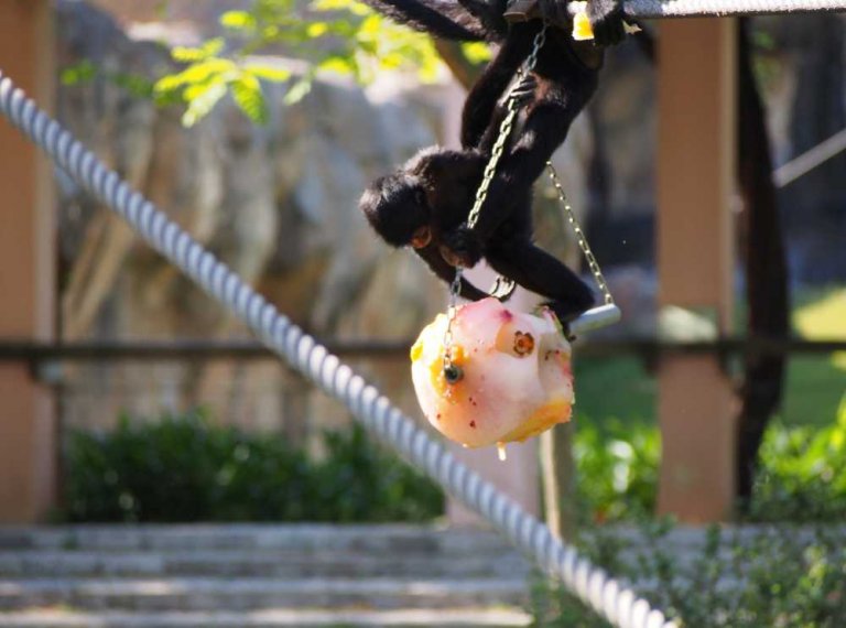 026-lisboa_zoo