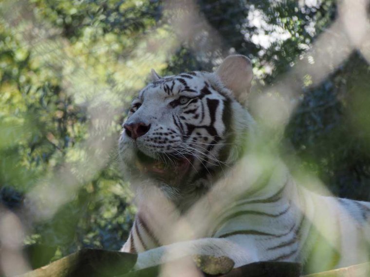 031-lisboa_zoo
