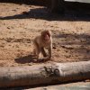 028-lisboa_zoo