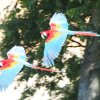 034-lisboa_zoo
