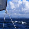 026_milford_haven_bis_peel