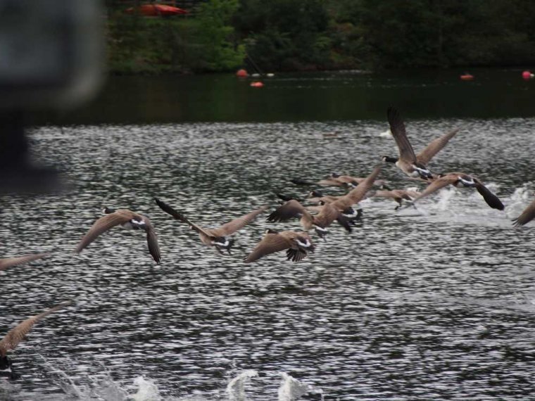 033_fort_augustus_bis_gairlochy