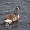 019_fort_augustus_bis_gairlochy