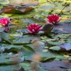 009_breakwater_country_park