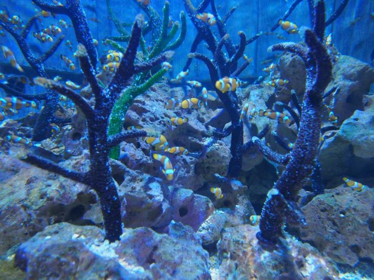 007_sealife_aquarium