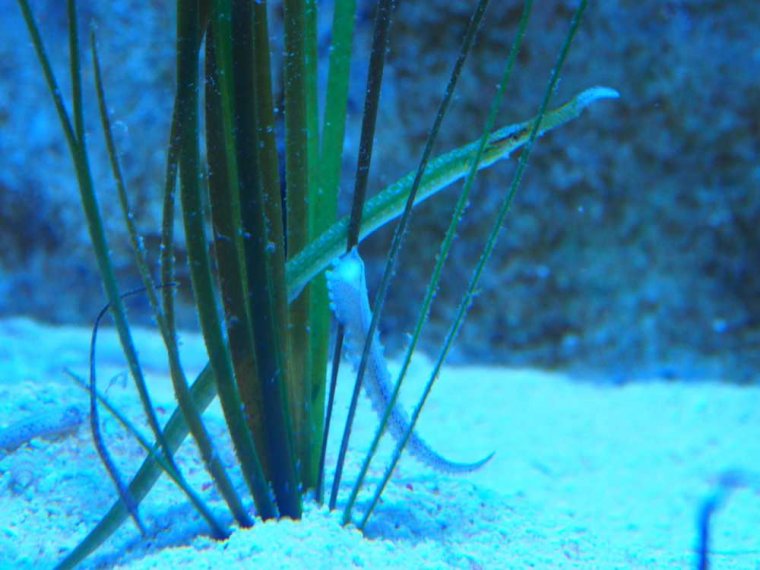 021_sealife_aquarium
