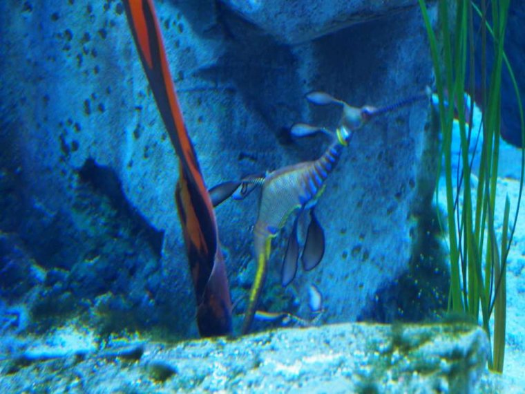 022_sealife_aquarium