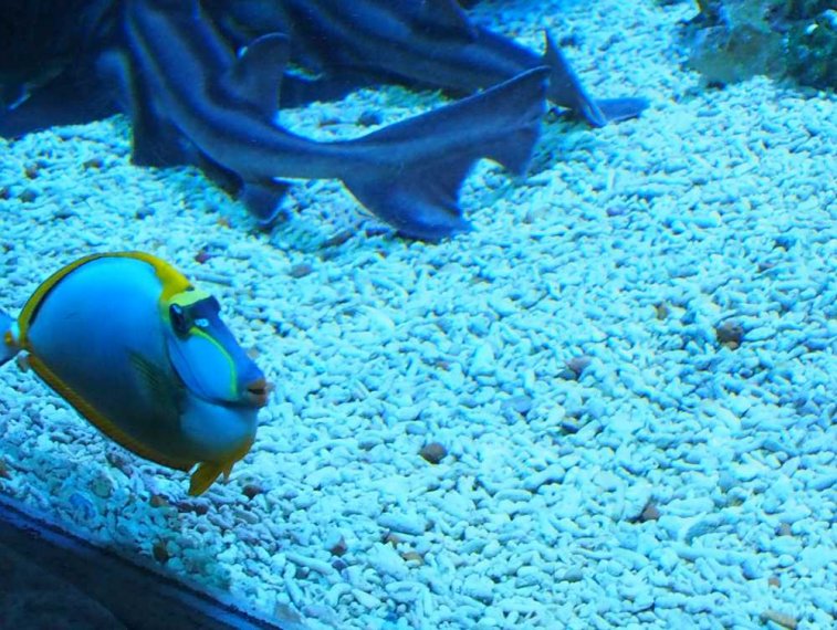 023_sealife_aquarium