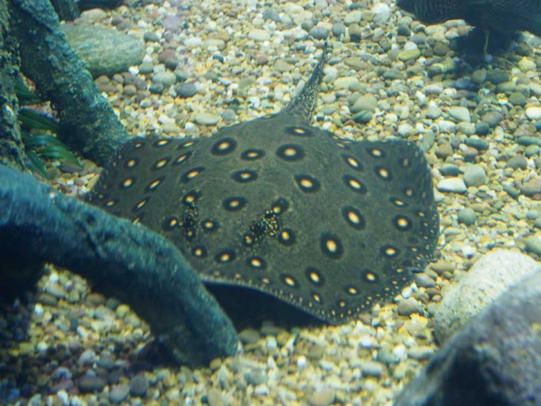024_sealife_aquarium