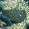 024_sealife_aquarium