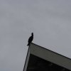 009_haarlem_alphen_aan_den_rijn